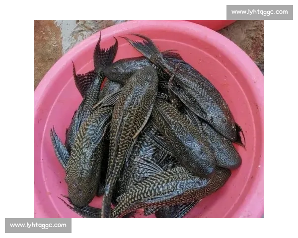 大爷钓起金黄大鱼，围观者哇声一片：这鱼值两万？